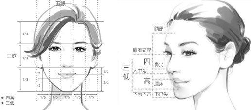 脸部整形标准示意图