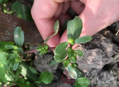 取适量马齿苋(多少根据水量定)用水煎