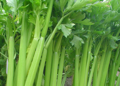 如何让牙齿变白 多吃这七种食物