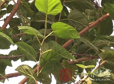 桑叶是一种绿色植物，不仅仅是蚕的主要食物，又是我们人类可以食用的中药材