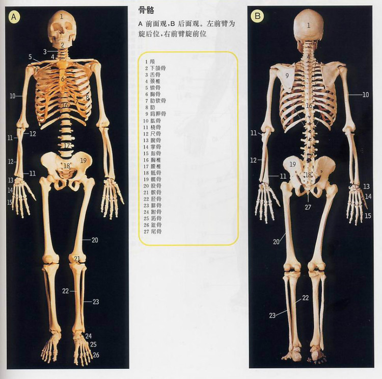 史上最全的人体裸体全图 - 玉郎 - 心有快乐事 分享有缘人