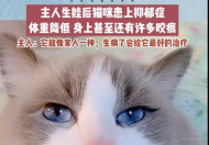 主人生娃后猫咪患上抑郁症 已经在治疗干预